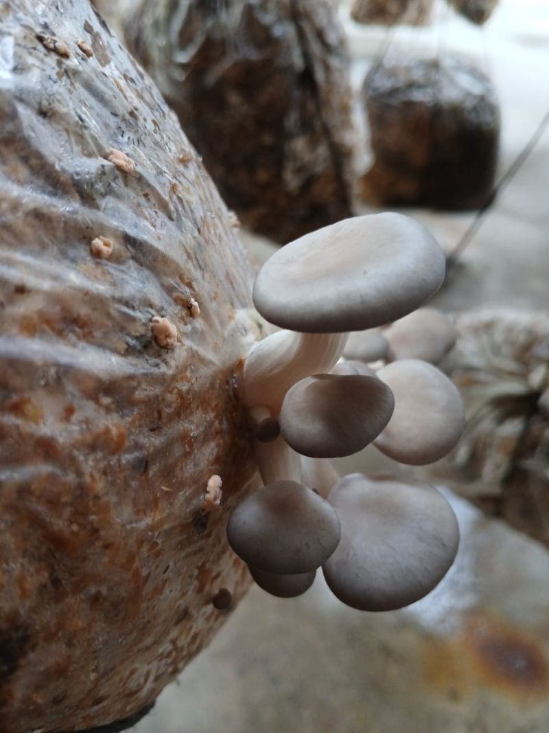 Hongos 3